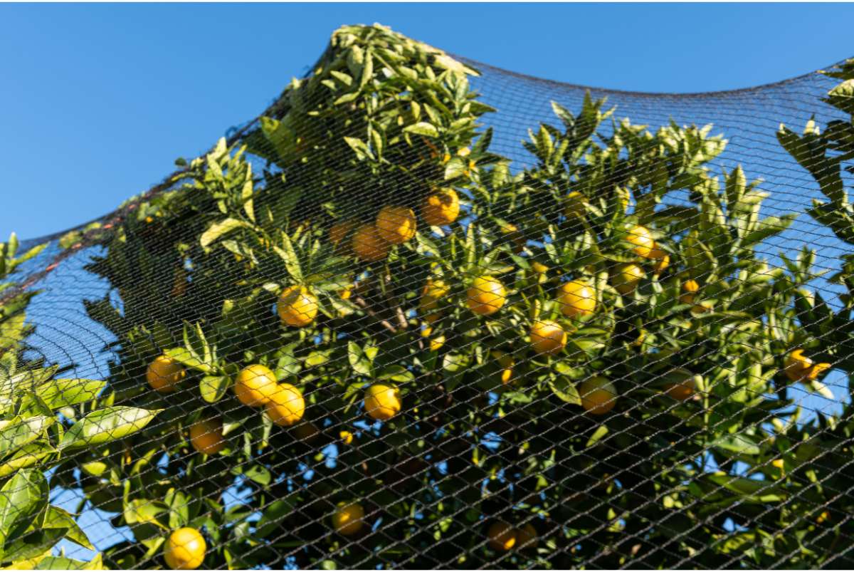 fruit protection netting